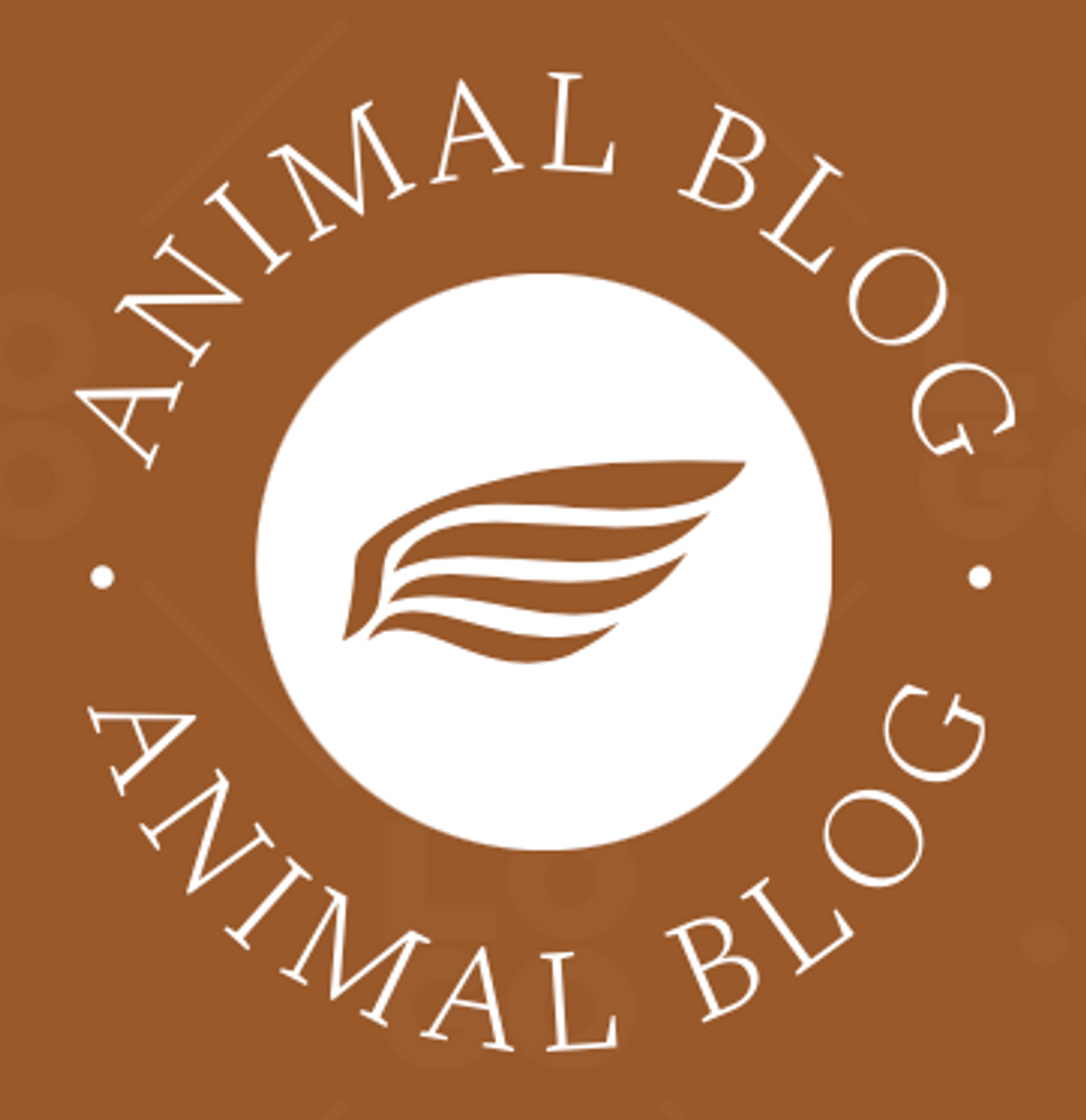 Animal Blog