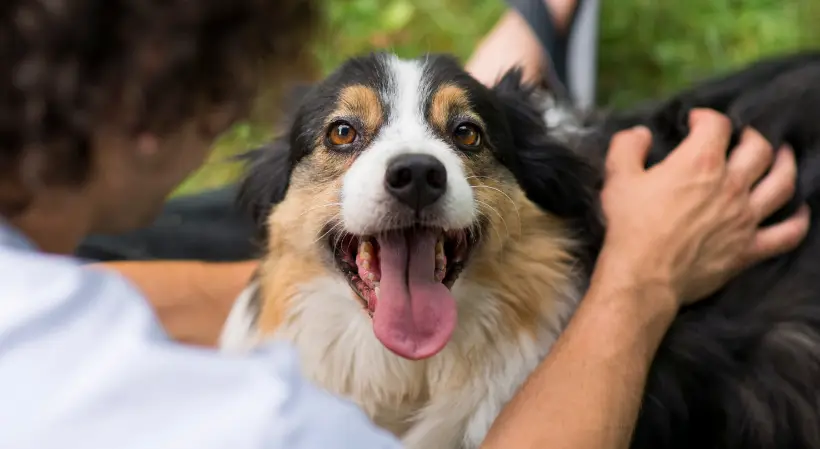 How To Start A Dog Walking Business: What You Need To Know