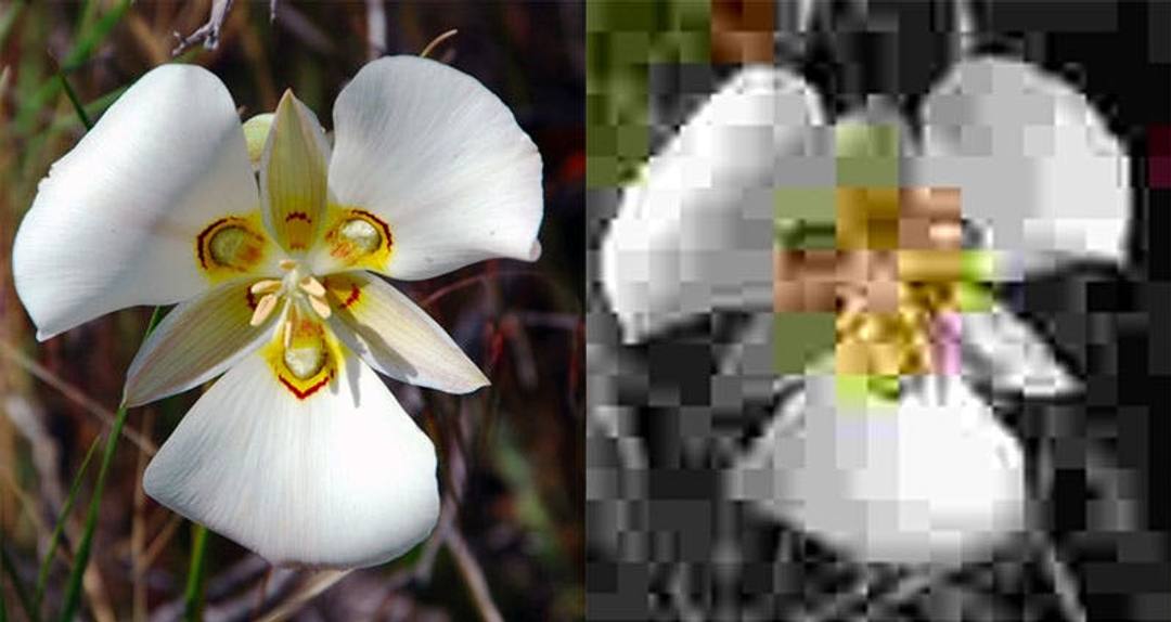An example of image compression artifacts